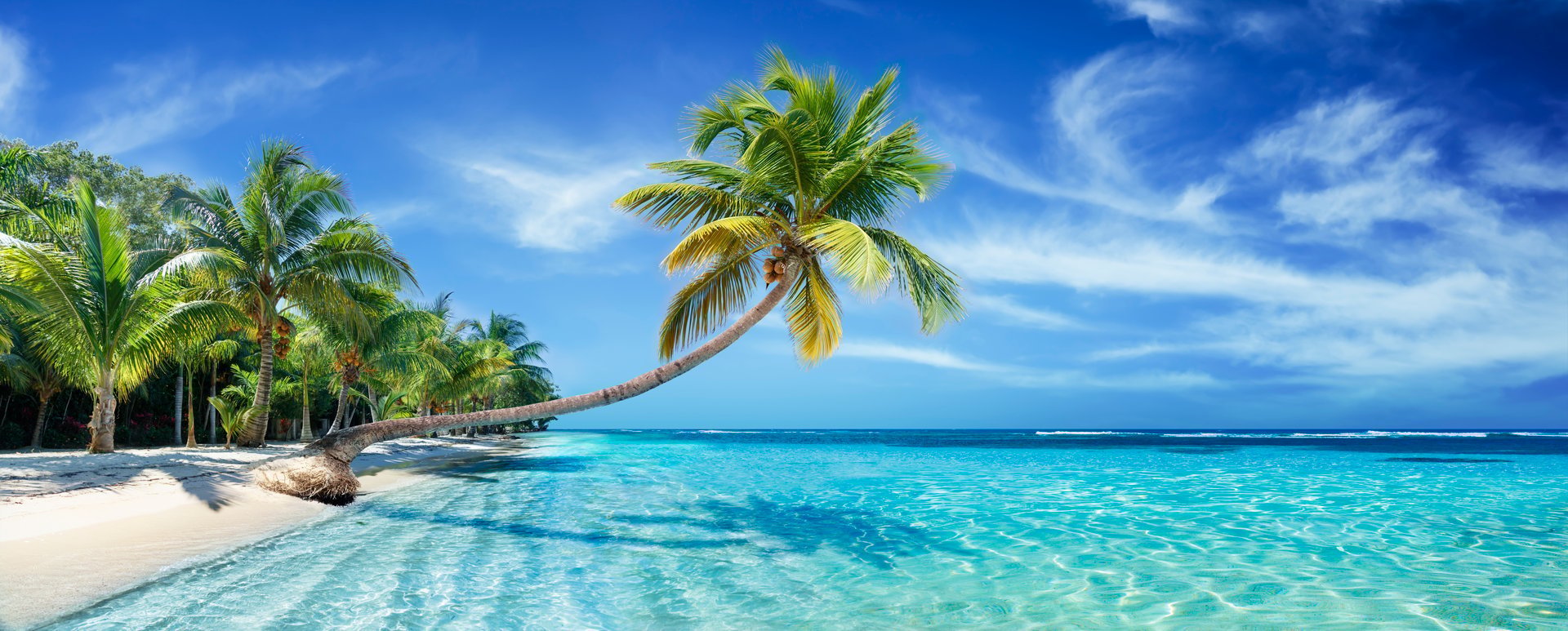 Kokospalme über dem Meer – Honeymoon auf den Seychellen